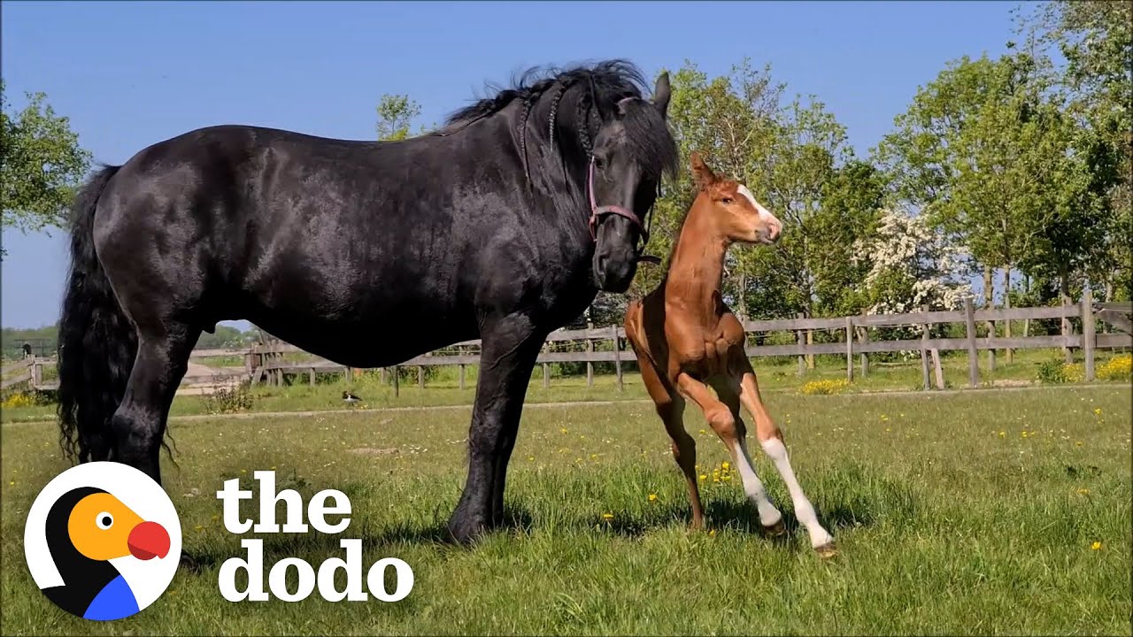 Horse Mother Who Lost Her Baby Adopts A Foal As Her Own!