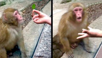 Monkey Amazed by Magic Trick