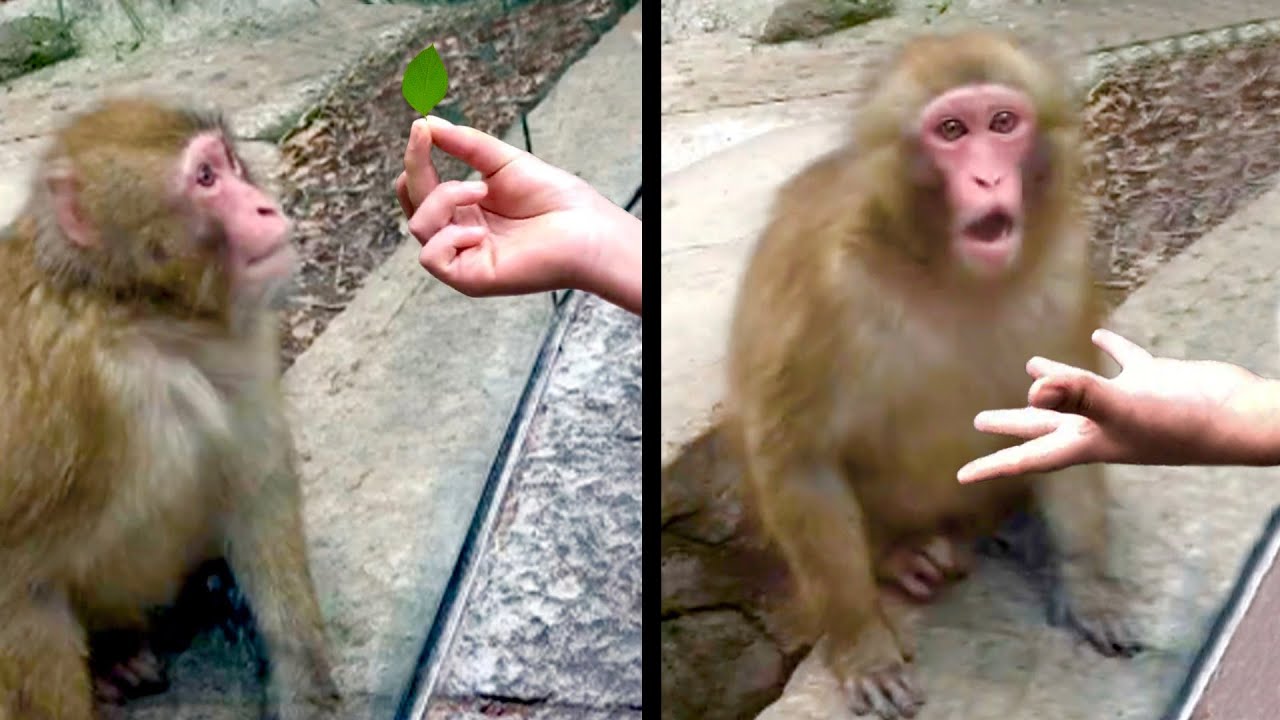 Monkey Amazed by Magic Trick