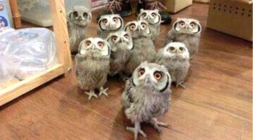 Owl – A Funny Owls And Cute Owls Compilation
