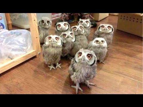 Owl – A Funny Owls And Cute Owls Compilation