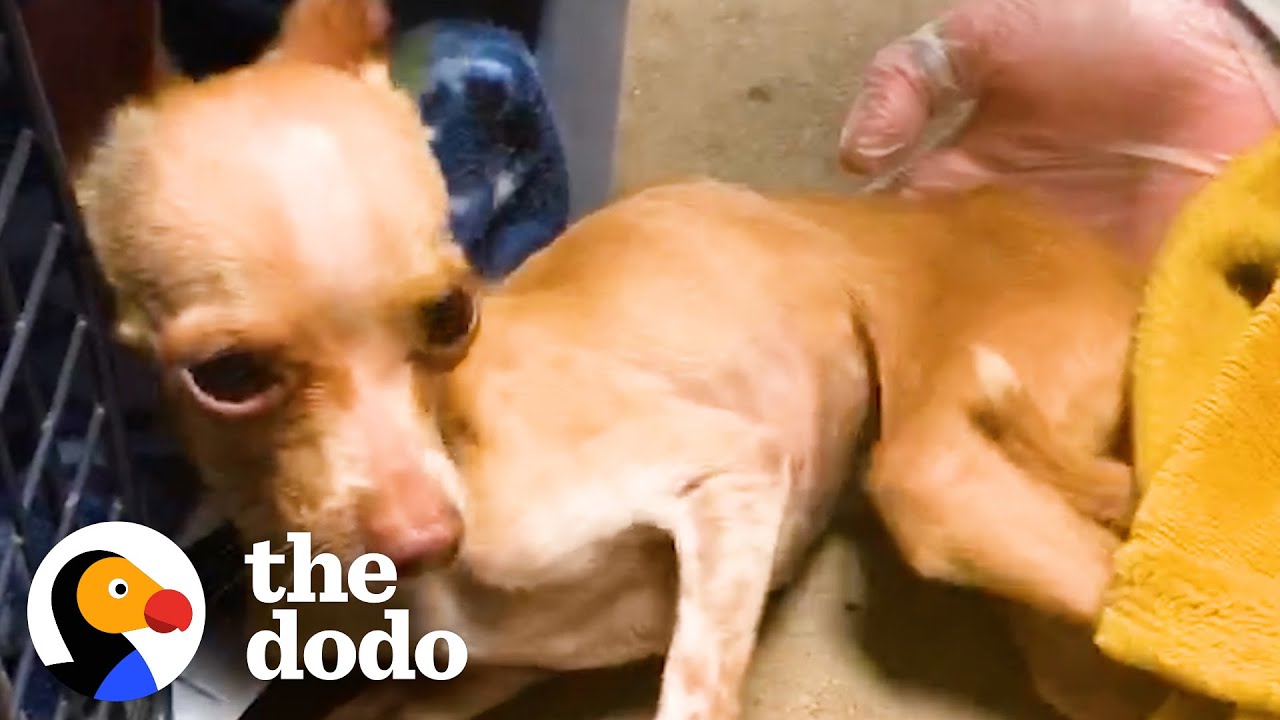 Skinniest Chihuahua Can’t Stop Shaking After Being Found In A Ditch