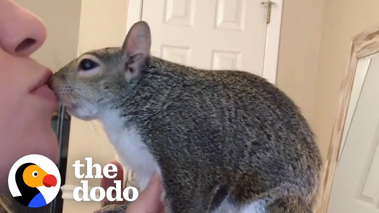 Squirrel Goes To Work In Her Mom’s Hoodie