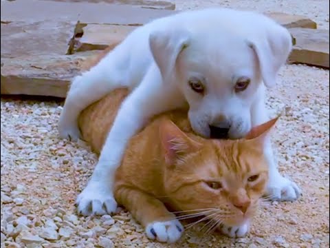 The Beautiful Friendship Between a Dog and a Cat Who Grew up Together