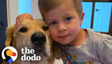 This Dog Is So Loyal, He Checks Up On Toddler Every Night