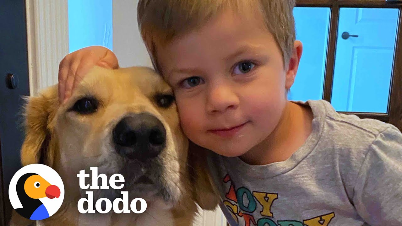 This Dog Is So Loyal, He Checks Up On Toddler Every Night