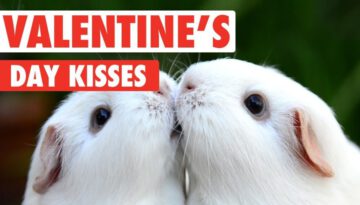 Valentine’s Day Kissy Pets
