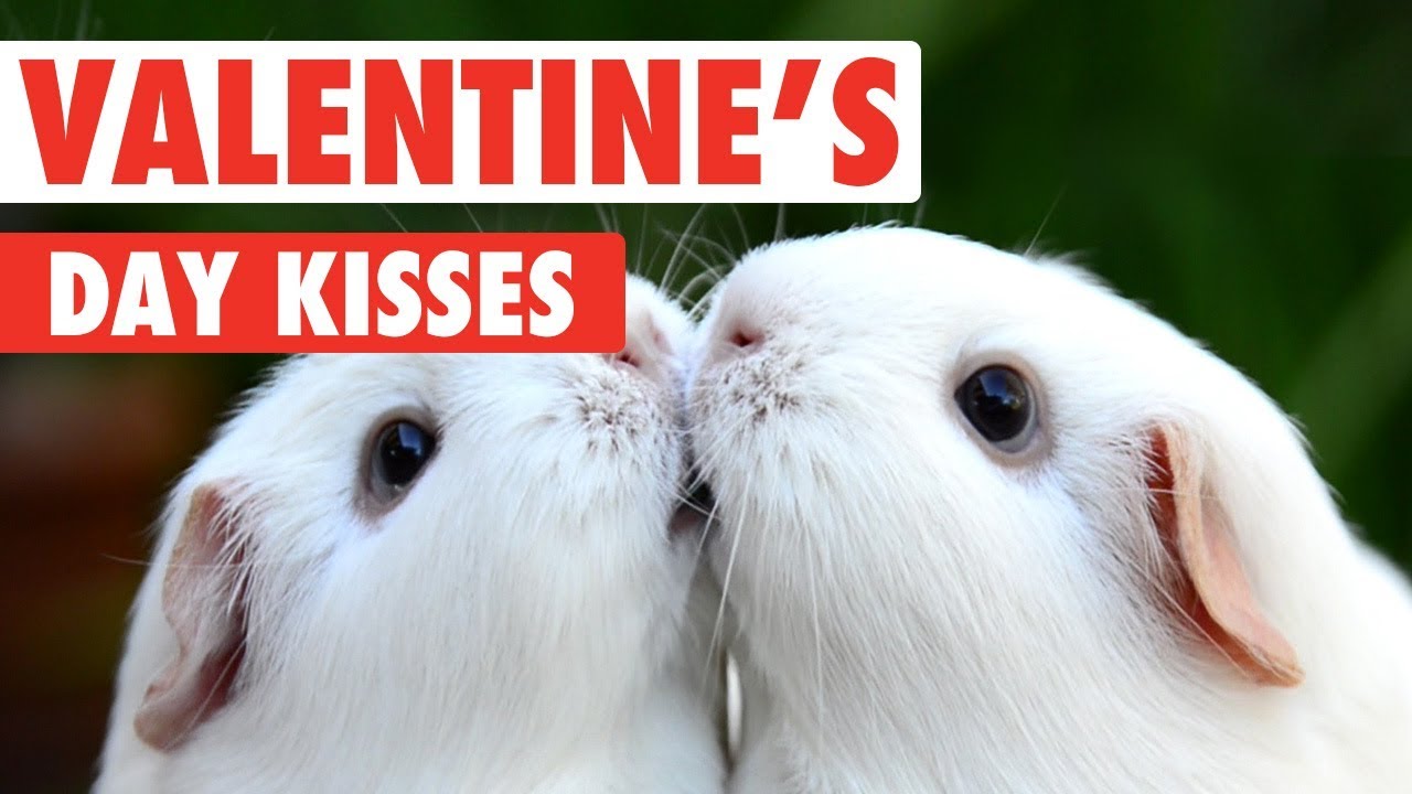 Valentine’s Day Kissy Pets