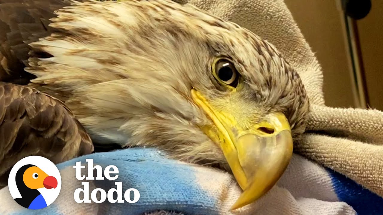 Vet Helps Bald Eagle Learn How To Fly Again