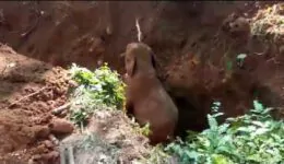 Wild Elephants Salutes the Men Who Rescued Their Baby Elephant From a Ditch
