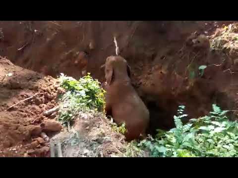 Wild Elephants Salutes the Men Who Rescued Their Baby Elephant From a Ditch