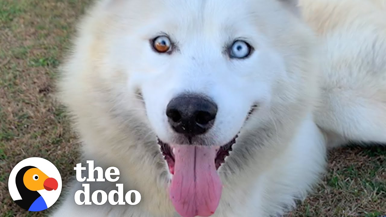 Woman Rushes To Rescue An “Aggressive” Husky With An Hour Left To Live