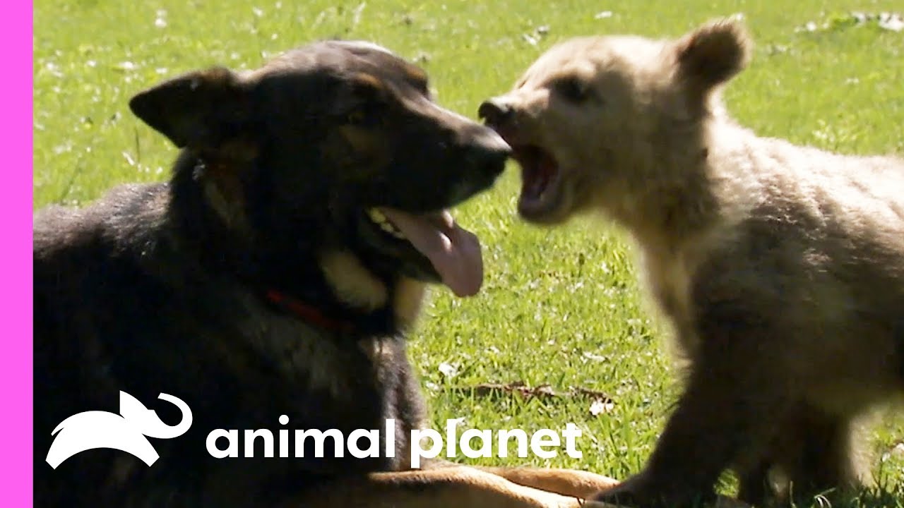 A Baby Bear And A German Shepherd Become The Best Of Friends!