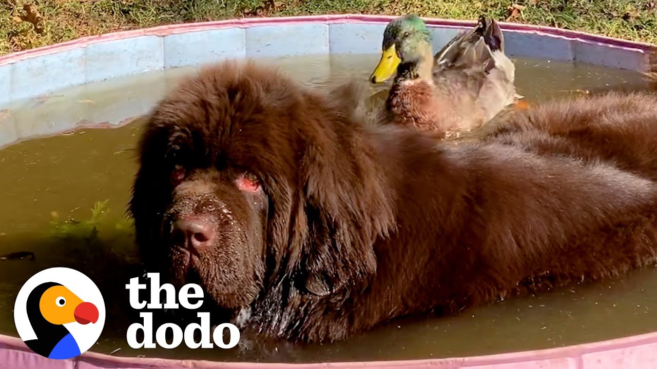 Duck Flaps His Wings So Hard When He Sees His 153-Pound Dog Best Friend