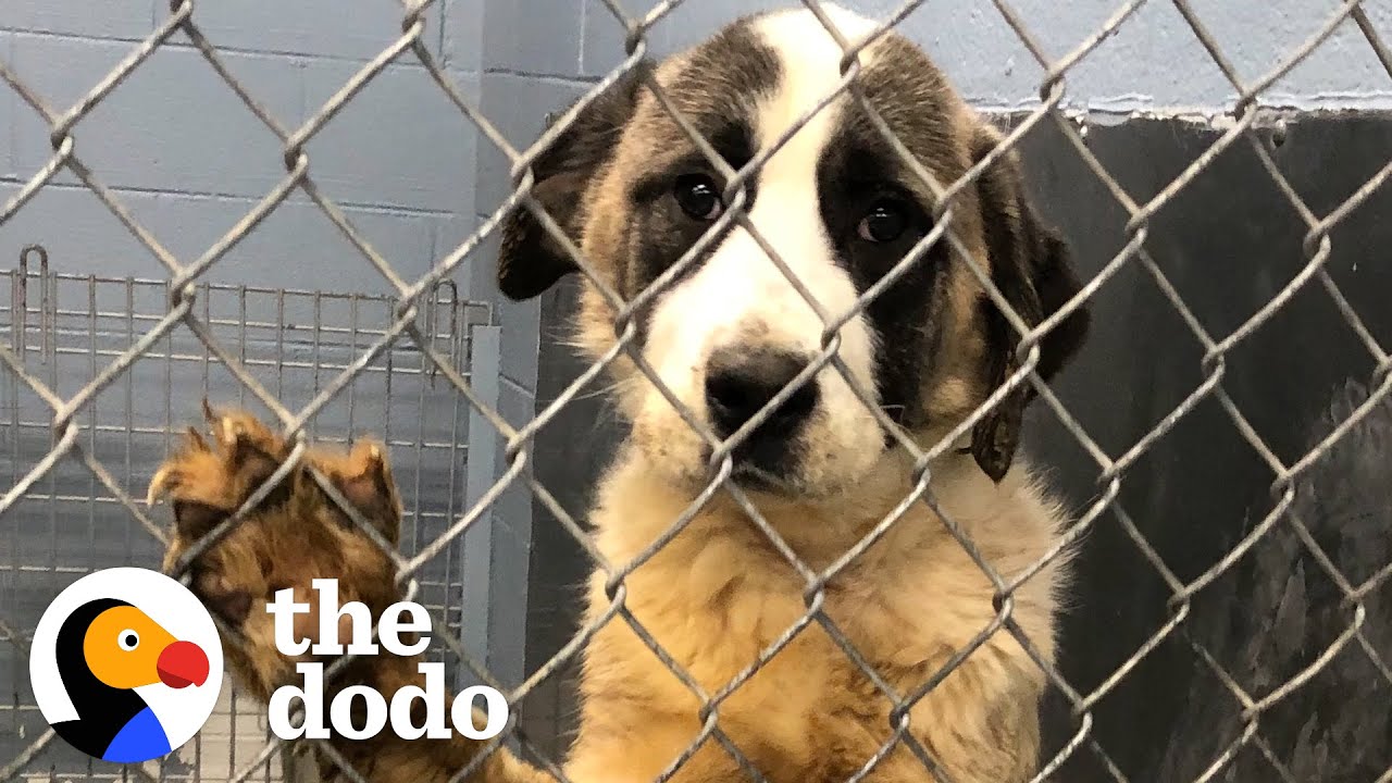 Giant Dog Who Lived In A Crate For 6 Years Freaks Out Over Her First Cheeseburger