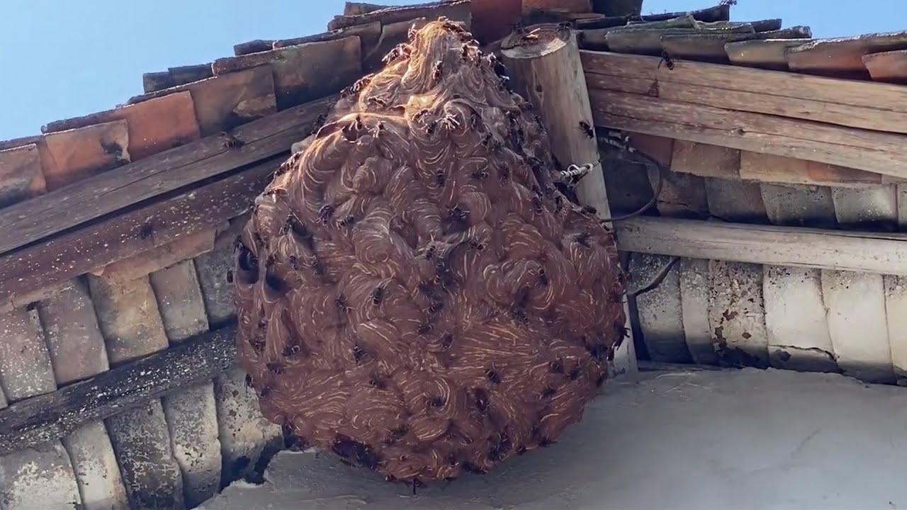 Giant Murder Hornet Huge Nest Removal