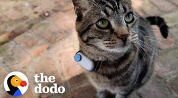 Guy Makes His Cat A Tiny Collar Camera To See What He’s Up To Outside