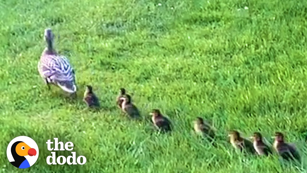 Mama Duck Waits Patiently For Neighbors To Rescue Her Babies