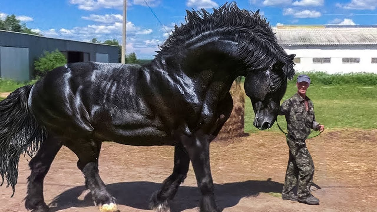 Most Powerful Horse Breed in the World