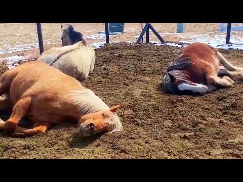 Neighbors Keep Calling To Say This Sleeping Horse Looks Dead