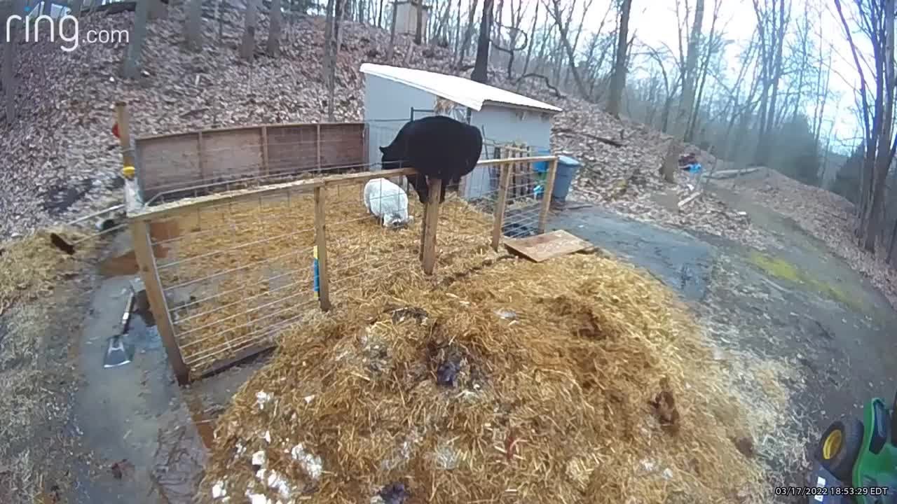 Pigs Fight off Bear!