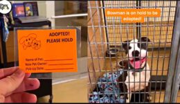Priceless Moments When Shelter Dogs Realized They Are Being Adopted