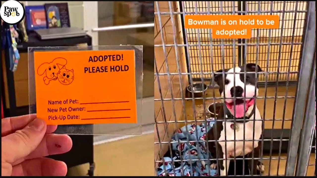 Priceless Moments When Shelter Dogs Realized They Are Being Adopted