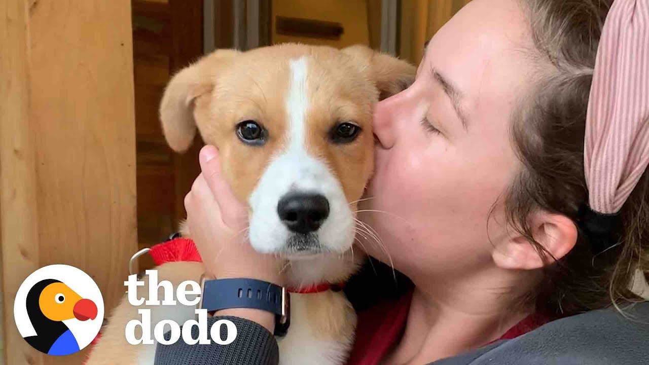 Puppy Who Couldn’t Stop Crying At The Shelter Is So Happy In Her Forever Home