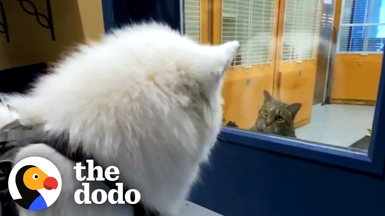 Samoyed Loves All The Cats At His Daycare — So His Family Adopts One For Him