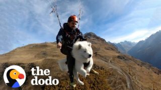 This Dog Goes Paragliding With His Owner And Loves it!