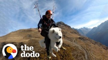 This Dog Goes Paragliding With His Owner And Loves it!