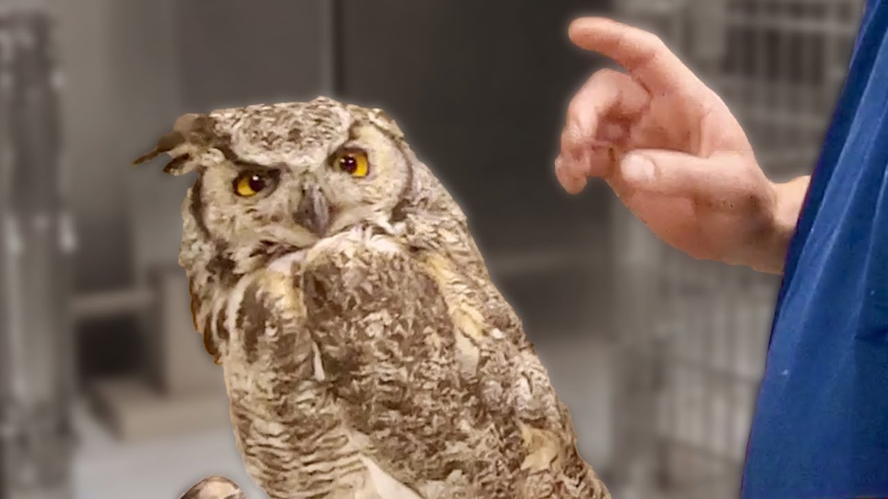 This Owl is Broken