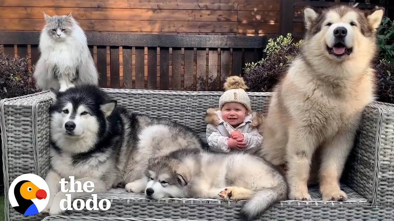 Watch This Malamute Puppy Meet His New Family