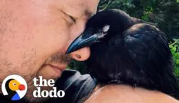 Wild Crow Has Coffee With His Rescuer Every Day