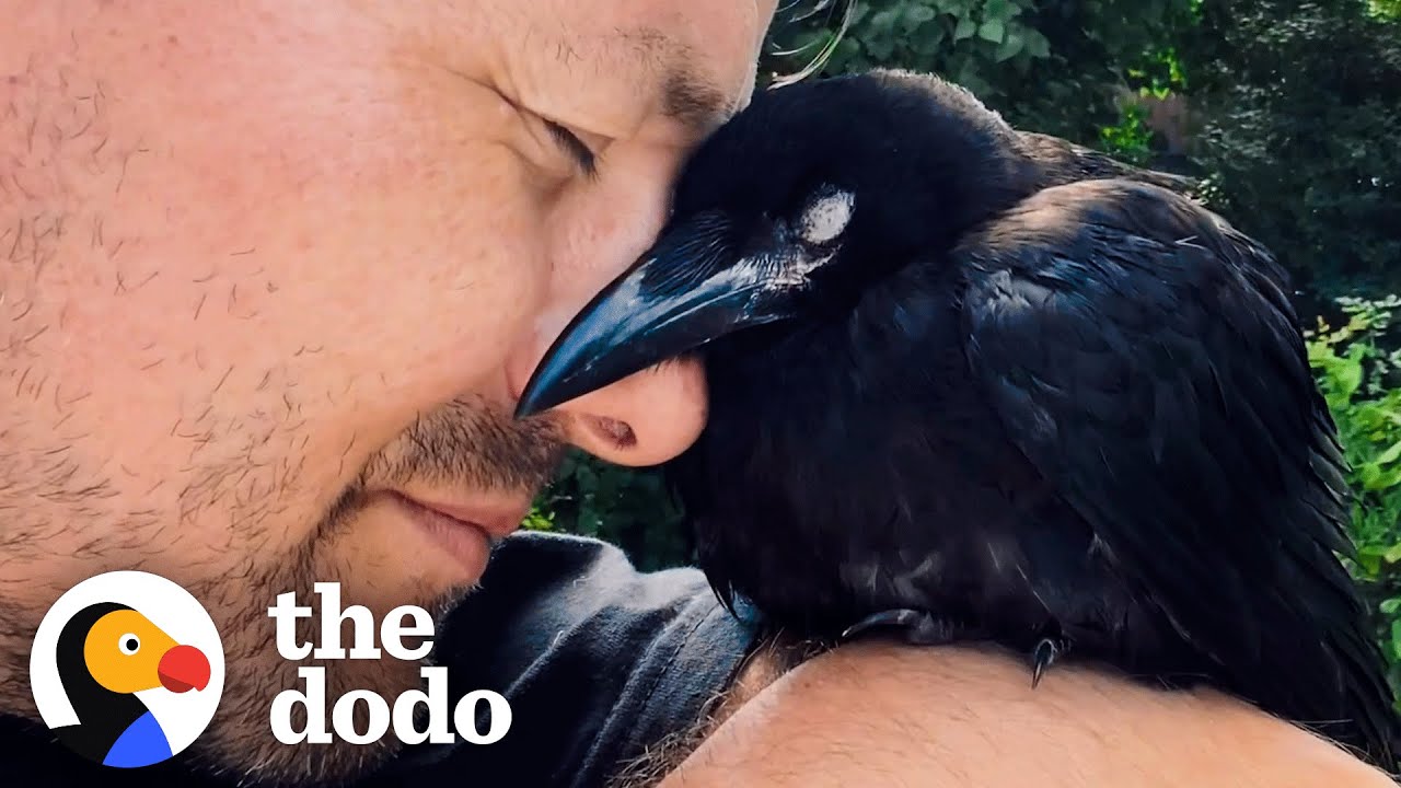 Wild Crow Has Coffee With His Rescuer Every Day