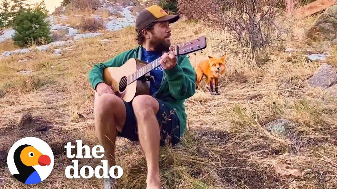 Wild Fox Comes To Hear This Guy Play Banjo Every Day