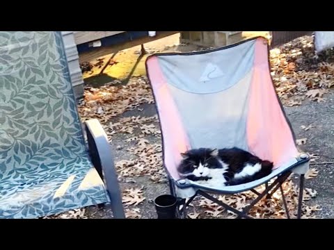 Woman Tries To Win Over Stray Cat However She Can