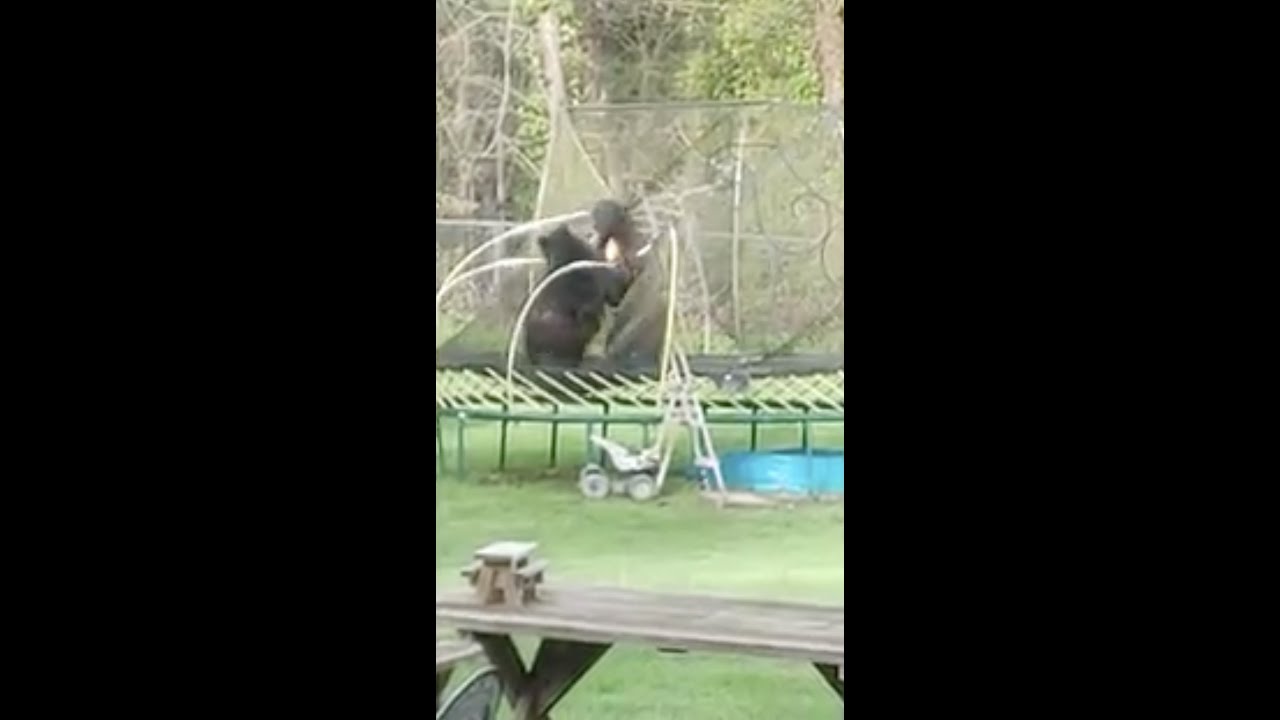 Black Bears Playing on a Trampoline