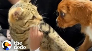 Cat Adopts His New Puppy Brother The Second He Meets Him