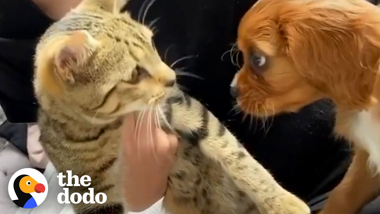 Cat Adopts His New Puppy Brother The Second He Meets Him