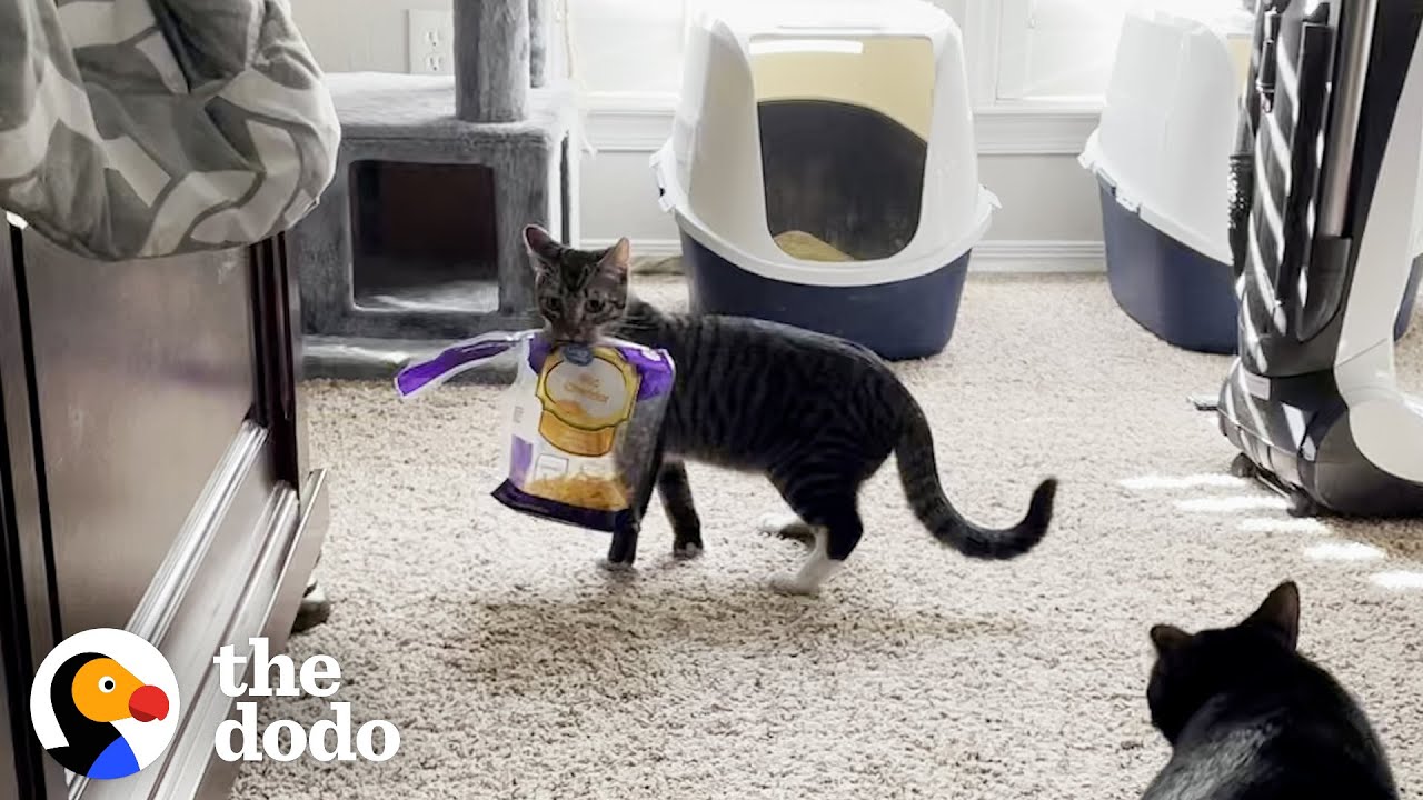 Cat Needs A Family Who Will Understand His Obsession With…Cheese