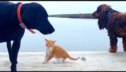 Cat Raised by Dogs Races to the Ocean to Swim
