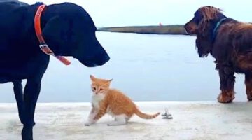 Cat Raised by Dogs Races to the Ocean to Swim
