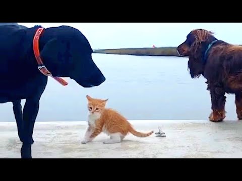 Cat Raised by Dogs Races to the Ocean to Swim