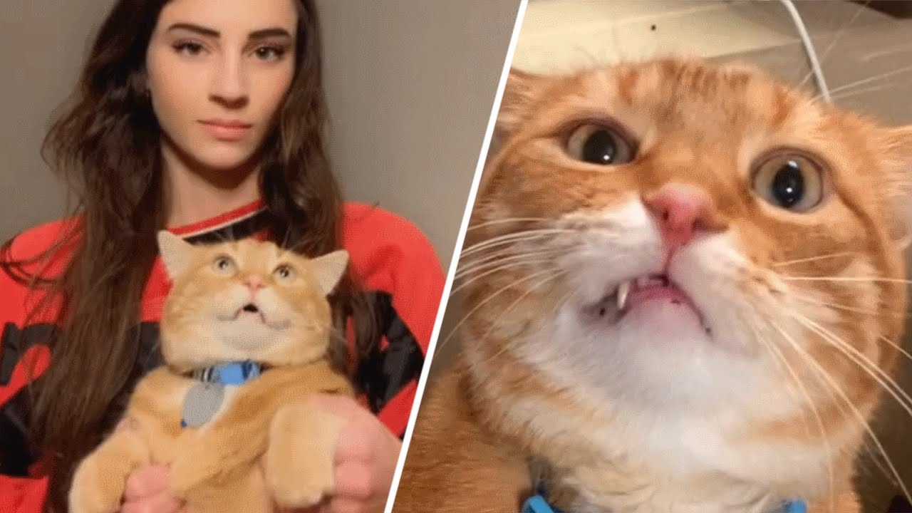 Cat Rescued From Street Won’t Stop Talking