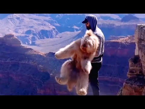 Dog Asks Dad To Carry Him Whenever He Sees Something Scary