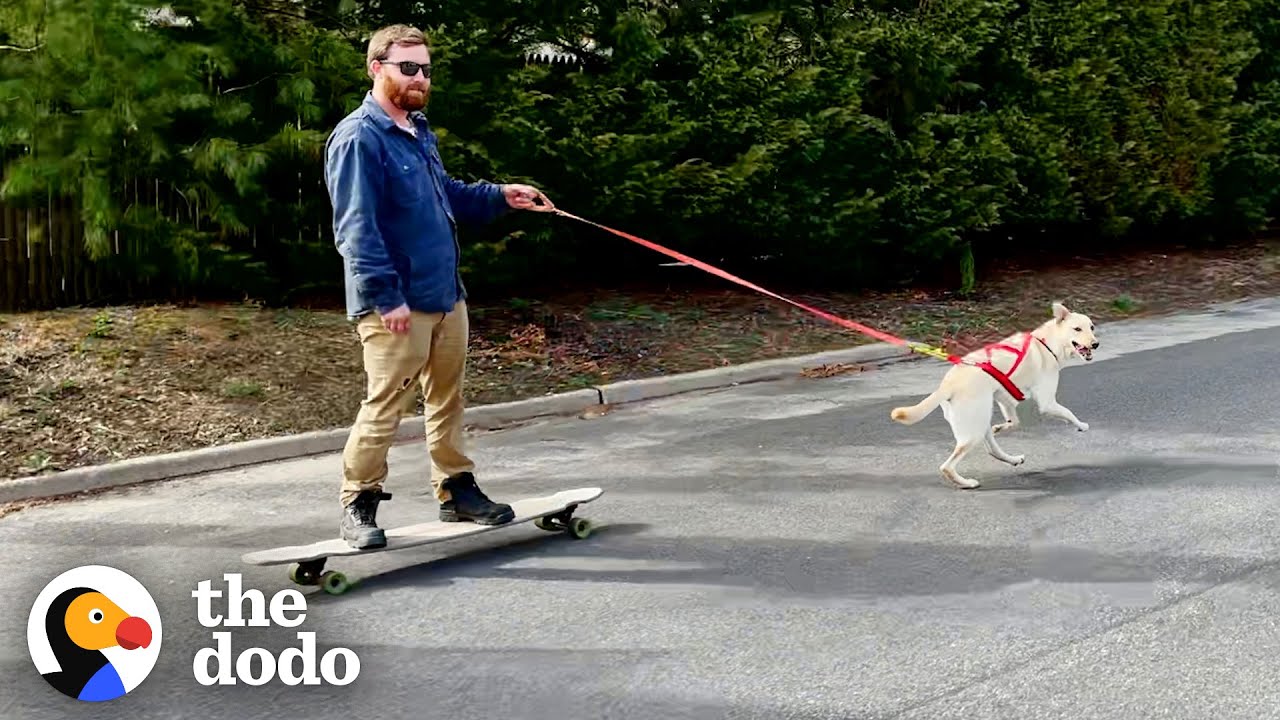 Dog Loves Taking Her Dad For a Ride