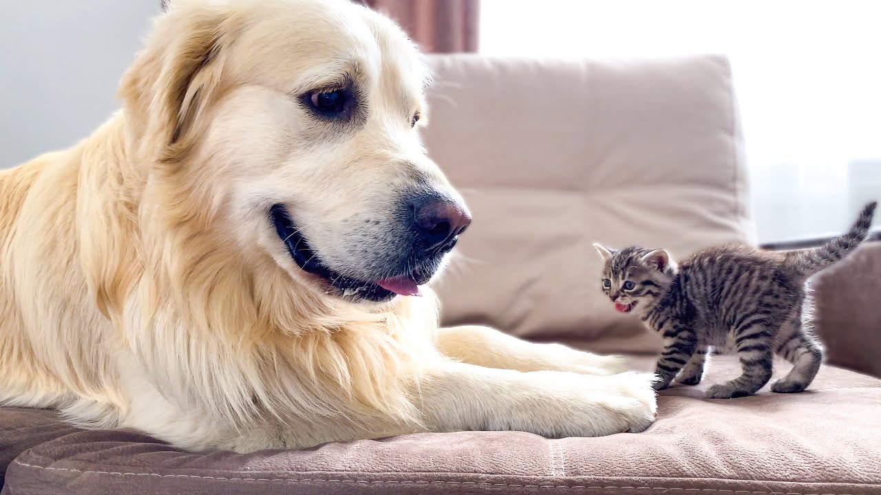 Golden Retriever Confused by Meeting a Baby Kitten