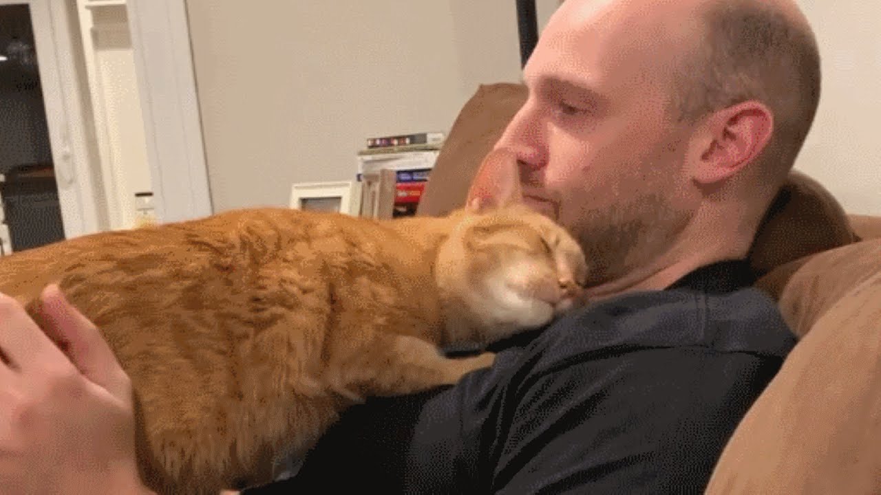 Guy brings home a cat for wife. Guess who’s the third wheel now.