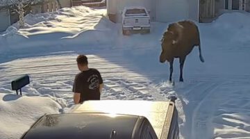 He Didn’t See the Moose Coming